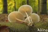 Porcelain fungus (Oudemansiella mucida)