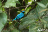 Pruimkeelcotinga (Cotinga maynana)