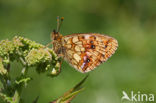 Lesser Marbled Fritillary (Brenthis ino)