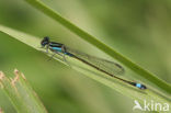 Rambur s Forktail (Ischnura sp.n.)