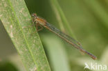 Rambur s Forktail (Ischnura sp.n.)