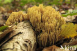 Rechte koraalzwam (Ramaria stricta)