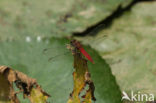 Red-tailed Pennant (Brachymesia furcata)