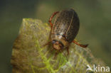 Rhantus exsoletus