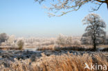 Common Reed (Phragmites australis)