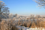 Riet (Phragmites australis)