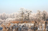 Riet (Phragmites australis)