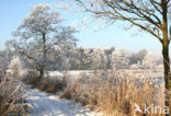 Common Reed (Phragmites australis)