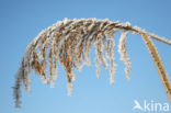 Common Reed (Phragmites australis)