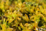 Bent-leaved Beard-moss (Leptodontium flexifolium)