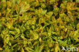 Bent-leaved Beard-moss (Leptodontium flexifolium)