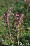 Rode ogentroost (Odontites vernus ssp. serotinus) 