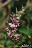 Red Bartsia (Odontites vernus ssp. serotinus)