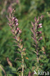 Red Bartsia (Odontites vernus ssp. serotinus)