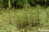 Pink Waterspeedwell (Veronica catenata)