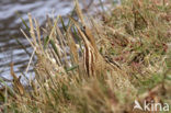 Bittern (Botaurus stellaris)