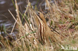 Bittern (Botaurus stellaris)