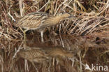 Bittern (Botaurus stellaris)