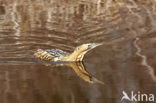 Bittern (Botaurus stellaris)