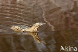 Bittern (Botaurus stellaris)