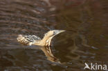 Bittern (Botaurus stellaris)