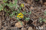 Birdsfoot-trefoil (Lotus spec)