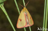 Clouded Buff (Diacrisia sannio)