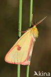 Roodbandbeer (Diacrisia sannio)