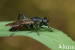 Roodpuntbladloper (Chalcosyrphus piger)