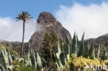 Roque de Agando