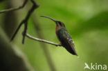 Rufous-breasted Hermit (Glaucis hirsutus)