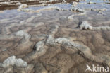 Salinas de Fuencaliente