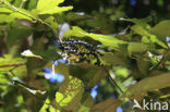 Sauco (Sambucus palmensis) 