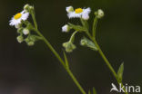 Blue Fleabane (Erigeron acer)