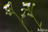 Scherpe fijnstraal (Erigeron acer)