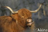 Highland Cow (Bos domesticus)