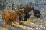 Highland Cow (Bos domesticus)