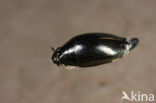 Whirligig beetle (Gyrinus substriatus)