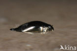 Whirligig beetle (Gyrinus substriatus)