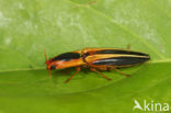 Semiotus cf. bilineatus