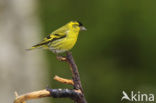 Eurasian Siskin (Carduelis spinus)