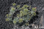 vipersbugloss (Echium brevirame)