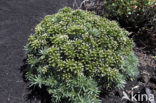 vipersbugloss (Echium brevirame)