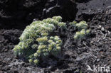 vipersbugloss (Echium brevirame)