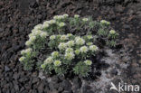 vipersbugloss (Echium brevirame)