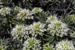 vipersbugloss (Echium brevirame)