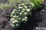 vipersbugloss (Echium brevirame)