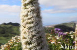 Slangenkruid (Echium simplex)