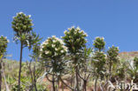 Tower of Jewels (Echium wildpretii)