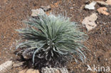 Slangenkruid (Echium wildpretii)